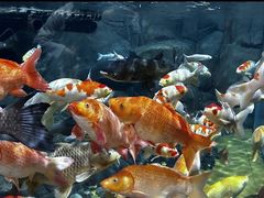 -上海海洋水族馆