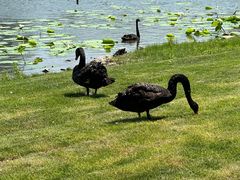 -长春市南湖公园