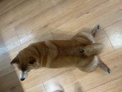 -是阿柴呀！柴犬咖啡·爱喵喵猫咖