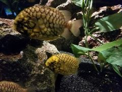 -暹罗海洋世界