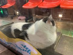 -猫咪博物馆(顶澳仔猫街店)
