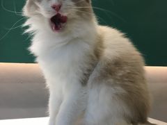-飞行喵MR PILOT|猫舍·猫咖(静安大融城店)