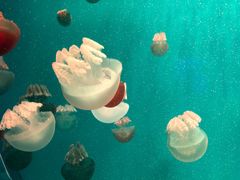 -多彩贵州城极地海洋世界