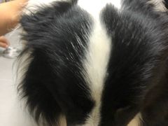 -爱侣宠医·鹦鹉专科·小型哺乳类·异宠专科(灵石路店)