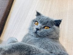 -藏猫猫咖啡主题馆(中央大道店)