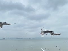 -深圳湾公园(南山区)