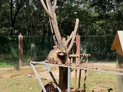 -青藏高原野生动物园
