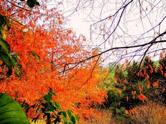 -深圳国际园林花卉博览园