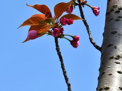 -高东镇樱花园