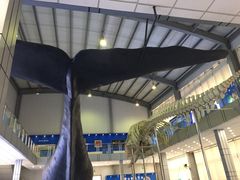 -上海海洋大学鱼文化博物馆(军工路校区)