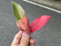 -南国桃园旅游度假区