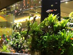 鱼缸-大家乐(广州天河城六楼店)