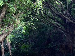 -中国科学院华南植物园