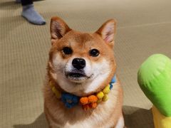 -逗柴咖啡屋·狗咖猫咖宠物桌游
