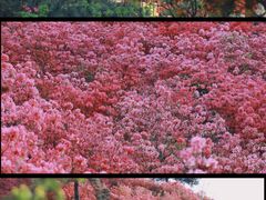 -木兰云雾山