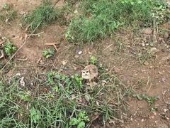 -合肥野生动物园