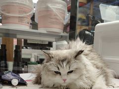 -FAELING PETS美天灵宠物(富力广场店)