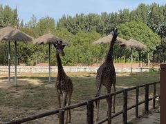 -北京野生动物园