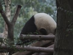 -中国大熊猫保护研究中心雅安碧峰峡基地