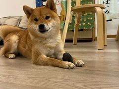 -柴迷FANS CLUB·柴犬狗咖·猫咖