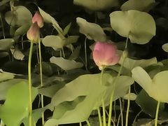 -天鹅湖体育公园