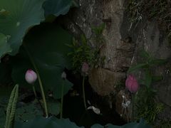 -亭林园-华藏寺