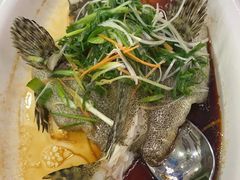 清蒸老虎斑-富盛囍宴大酒楼(新都汇购物广场店)