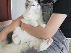 -1013 PET SHOP精品宠物商店(丁香店)