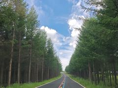 -御道口草原森林风景区