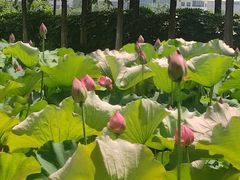 -金银湖国家城市湿地公园