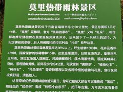 -莫里热带雨林景区