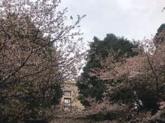 -武汉大学-樱园