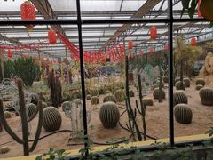 -南宫五洲植物乐园