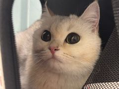 -纳吉亚猫专科动物医院·北北分院