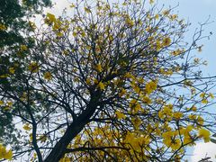 -天适樱花悠乐园