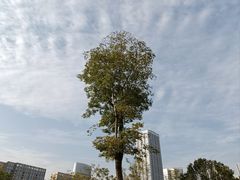 -桂溪生态公园