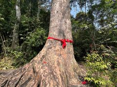 -海南热带雨林国家公园吊罗山景区