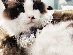 -怪兽屋·羊驼·猫咖·狗咖(俊华广场店)