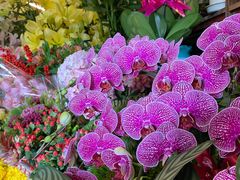 -静岸花卉园艺(三星坊店)