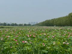 -西青郊野公园