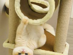 -东方名猫馆·英短金渐层布偶猫舍(环线广场1号楼店)