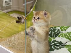 -青奢宠物·青奢猫舍