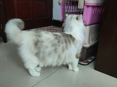 -瑞派动物医院·绝育·犬猫全科·预防医学(光景江南中店)