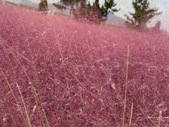 -羊亭河湿地公园