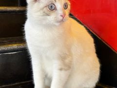 -猫小院猫主题餐厅(南锣旗舰店)