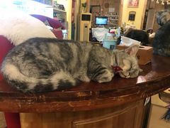 -猫色咖啡·猫咖