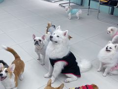 -怪兽屋·羊驼·猫咖·狗咖(俊华广场店)