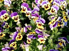 -南通洲际绿博园