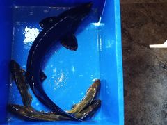 -荣德灶台鱼(圣泉寺店)