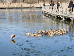 -野鸭湖国家湿地公园
